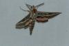 Hyles livornica